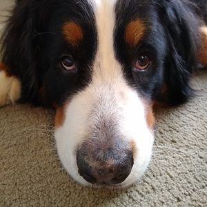 Meet your Posher, Jolene